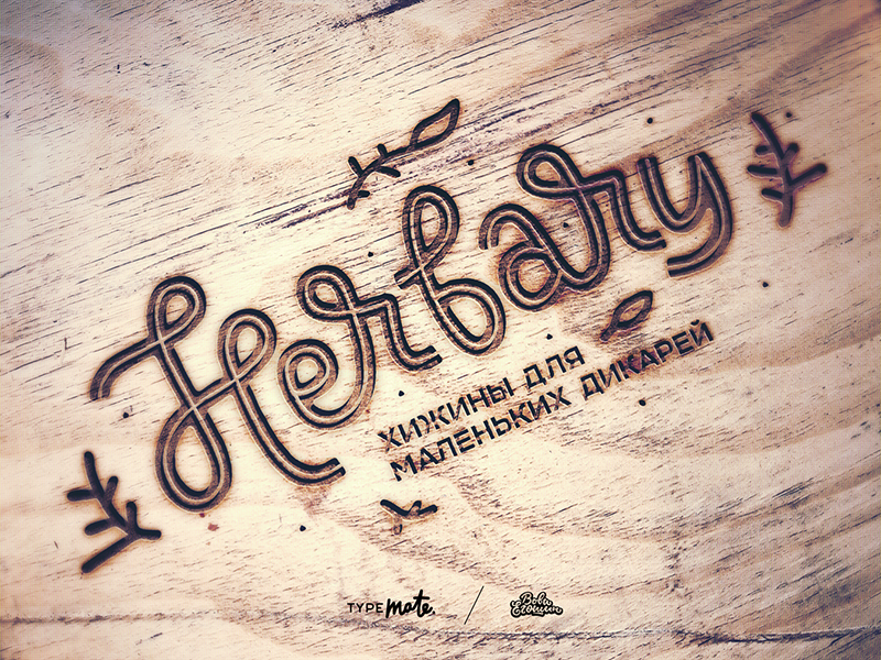 Herbary Sketch By Typemate On Dribbble