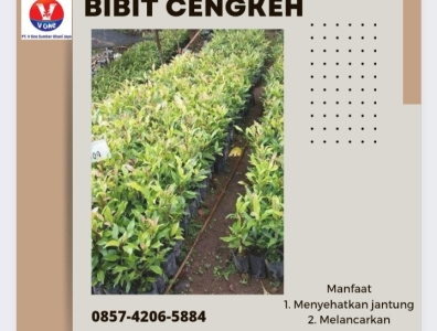 ORIGINAL CALL 0813 2868 0537 Bibit Cengkeh Bersertifikat Ke By