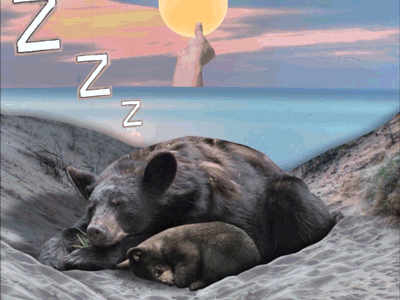 National Park Service: Mama Bear