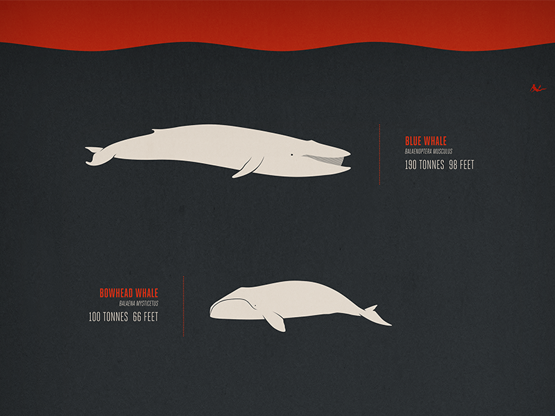 Whales Infographic Poster By Will Arbuckle On Dribbble