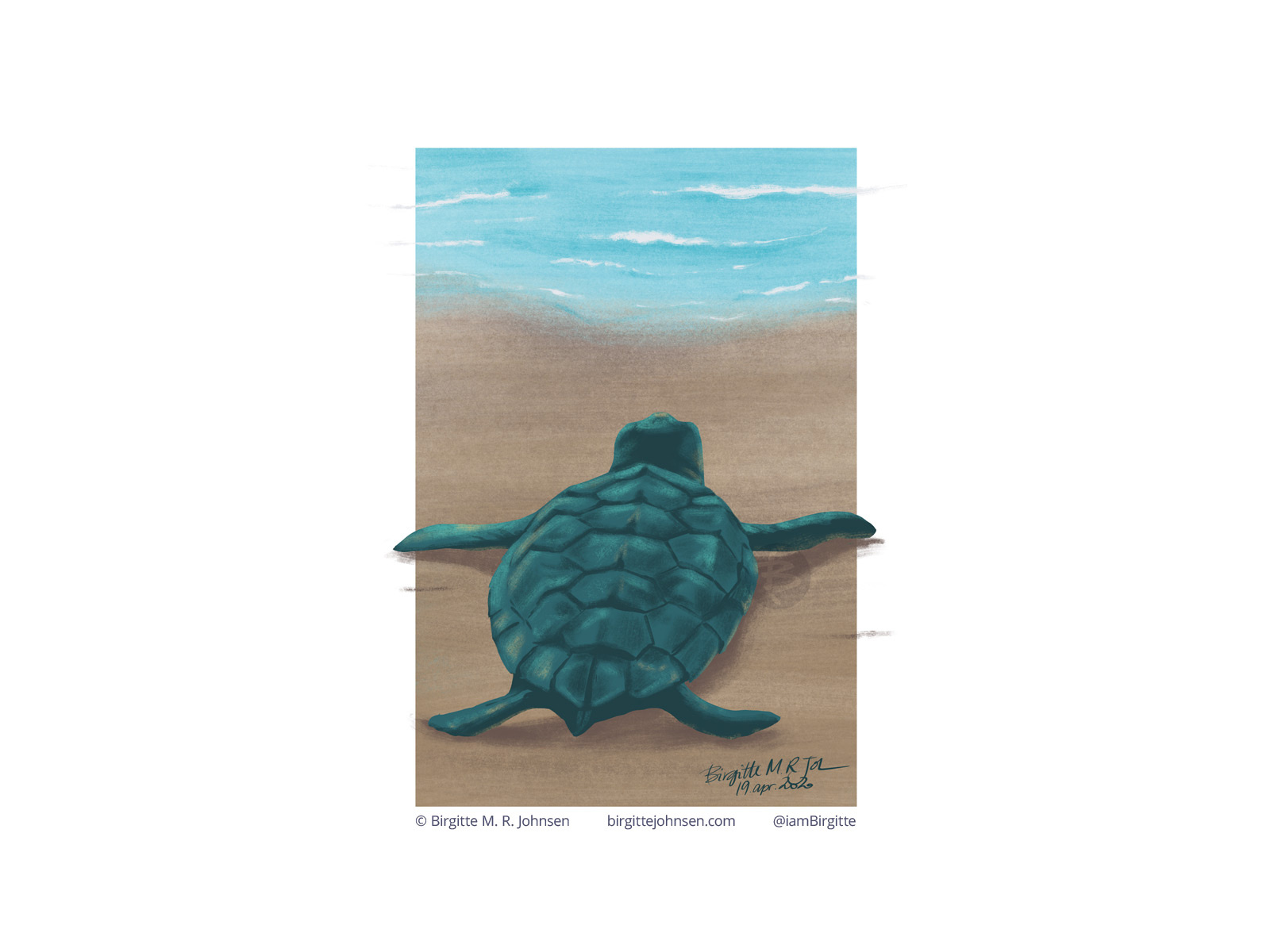 Sea Turtle By Birgitte M R Johnsen On Dribbble