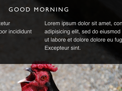 Good Morning black gillsans helvetica opacity photo red rgba rooster