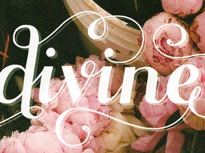 Divine hand lettering lettering pink script type typography white