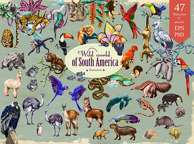 Wild world of South America animals cliparts branding digital editorial graphic design illustration vector
