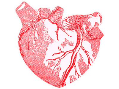 Heart of Hearts anatomical heart heart heart shape illustration valentines day