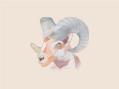 Big Horn Sheep art big horn sheep digital ink national park watercolor yellowstone