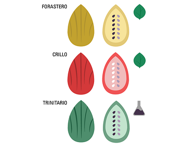 cocoa bean types beans cocoa icons illustration