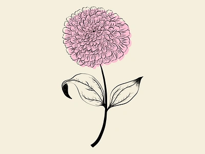 Zinnia Flower floral and fauna flower drawing society6 shop zinnia flower