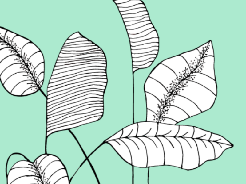 Floral prints graphic design botanical floral art design vector illustration