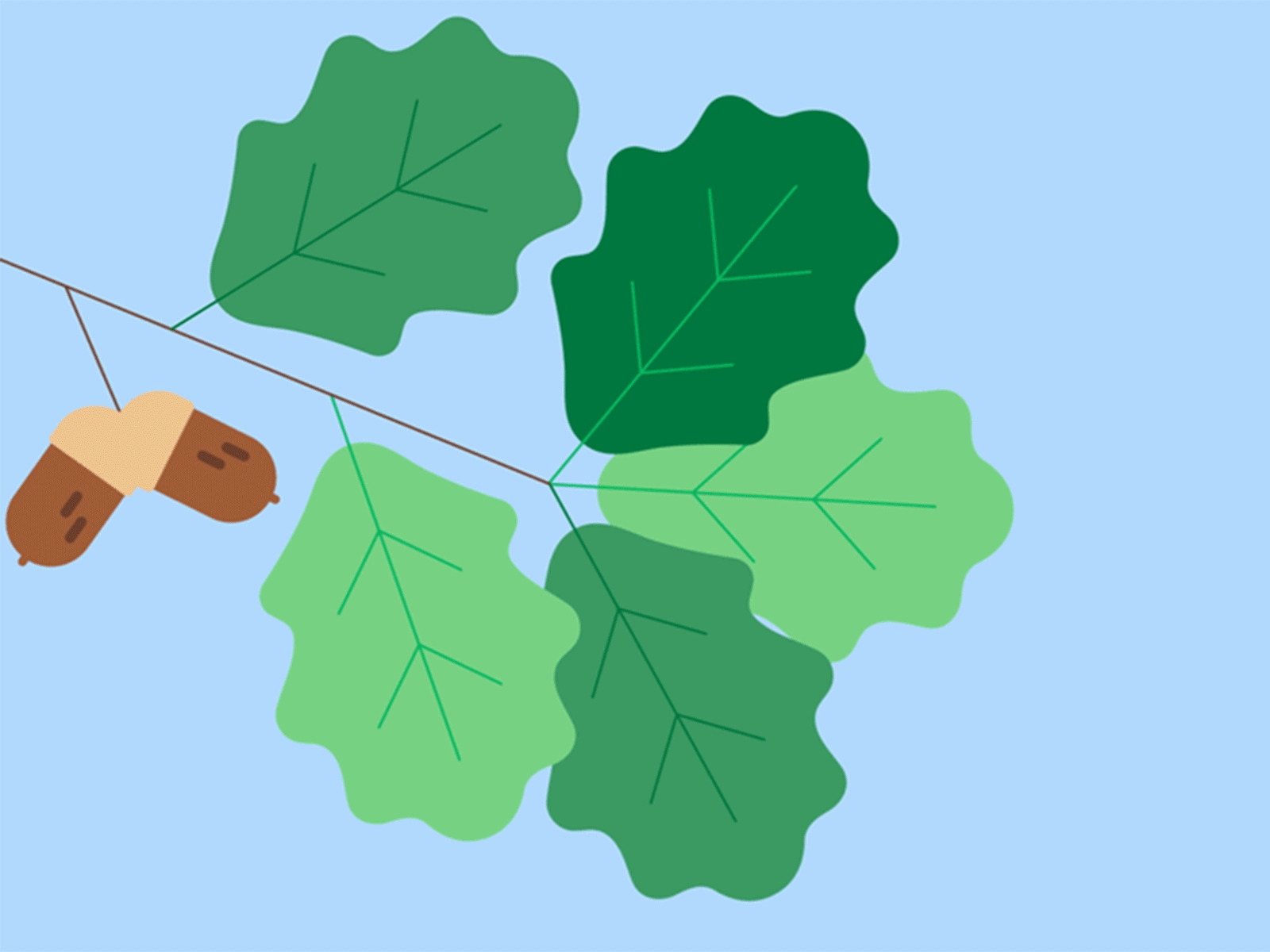 Leaf adobe after effects after affects animation digital illustration motion graphics nature