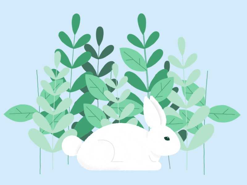 little bunny after affects animation digital illustration