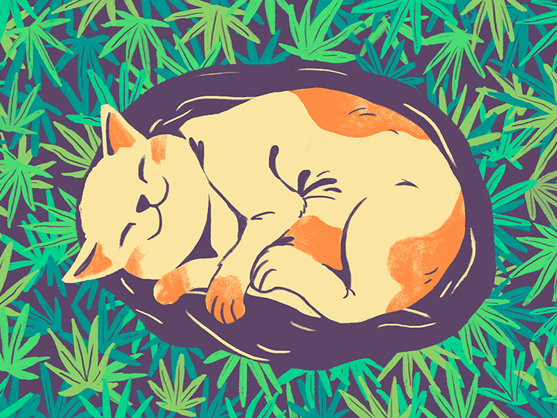 Sweet Dreams editorial 2d marijuana weed illustrator design flat illustration cat