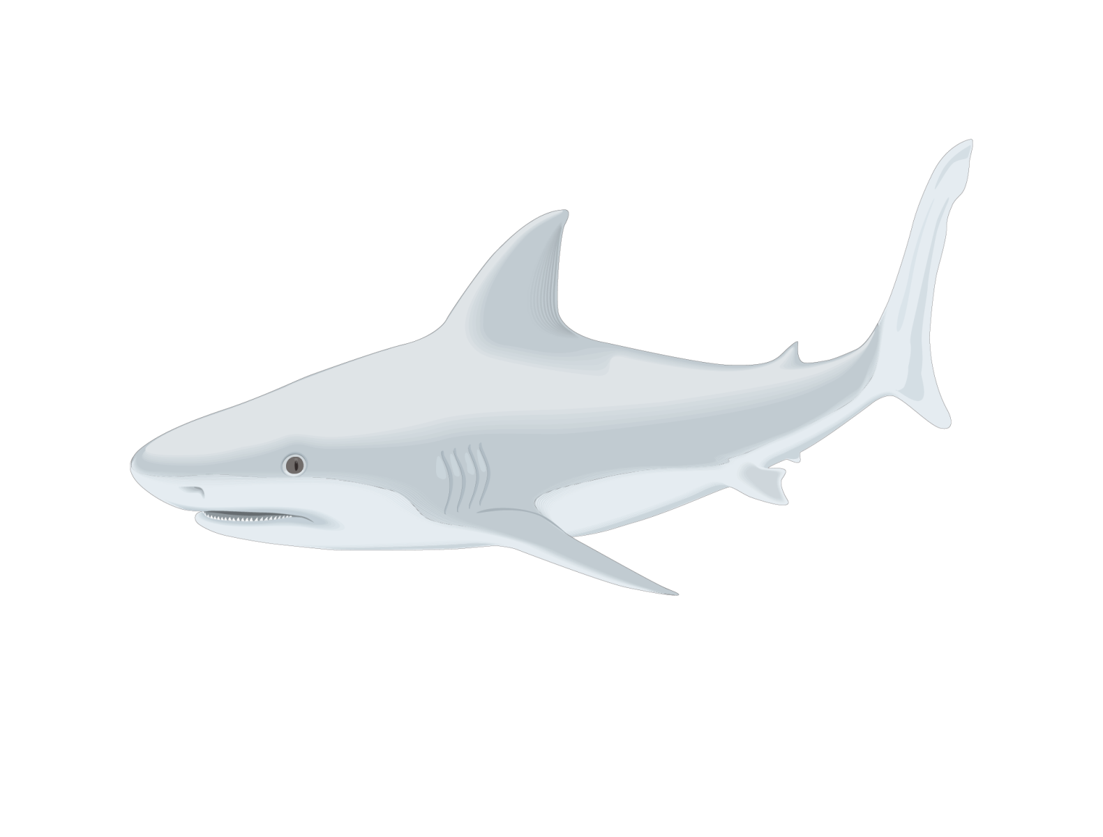 shark fish vector drawing illustration by Gridwear.co on Dribbble