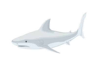 shark fish vector drawing illustration 3d animation branding graphic design logo motion graphics