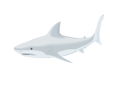 shark fish vector drawing illustration