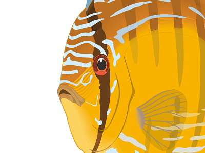 discus fish animal clipart design discus fish fishing graphic design vector