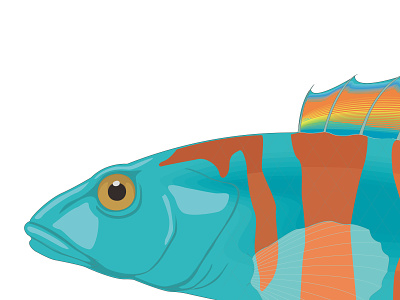 darter fish aquascape aquatic darter darter fish design fish graphic design logo vector
