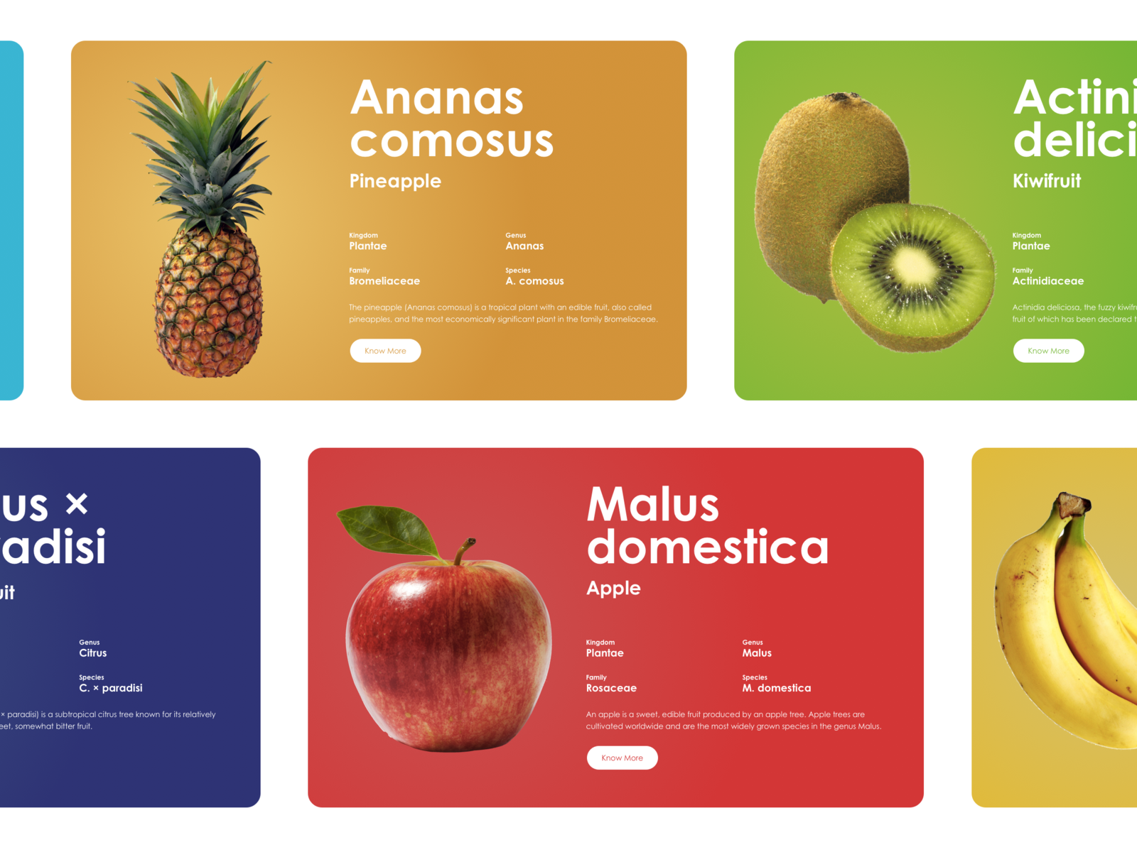 Блок fruits. Подарочная карта на фрукты. Визитная карточка фрукты. Visit Card of Fruit. Болокс Фрутс карта.