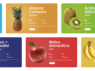 Fruits Card UI app colorful colors concept design fruits green red science ui website yellow