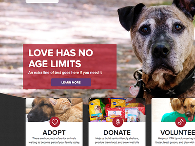 Young At Heart Website adopt adoption animals dog homepage new media campaigns non profit pets web design website