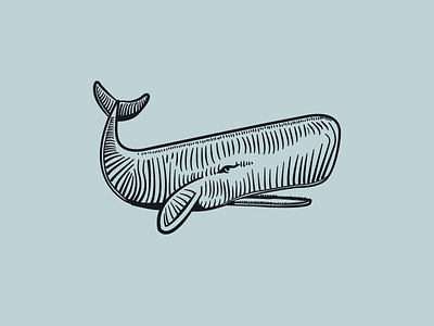 Sperm Whale engraving etching illustration logo sperm whale whale