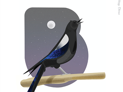 B is for the Black billed Magpie magpies typography