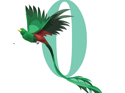 Q is for the Quetzal ! 36daysoftype birds design illustrations logo q quetzal typography