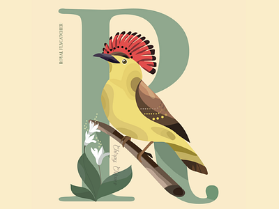 R is for the Royal Flycatcher 36daysoftype adobe birds digitalart illustration letter r lettering logo minimal nature typography wacom