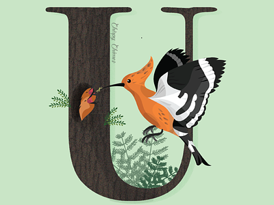 U is for Upupa Epops 36daysoftype adobe birds design digitalart fly food hoopoe illustrations leaves logo mother nature nest texture tree typography ui wacom wings