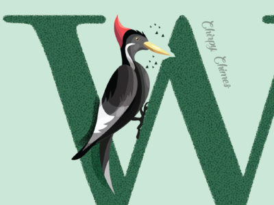 W is for the Woody Woodpecker 36daysoftype adobe art birds design digitalart illustrations illustrator lettering nature pentab typography wacom wood