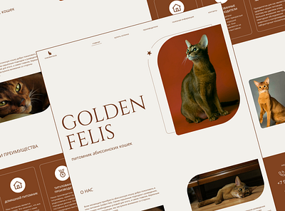 Cattery desing concept design graphic design ui ux