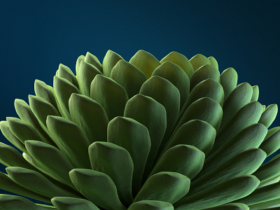 Succulent 3d 3d art cinema 4d design study motion study octane