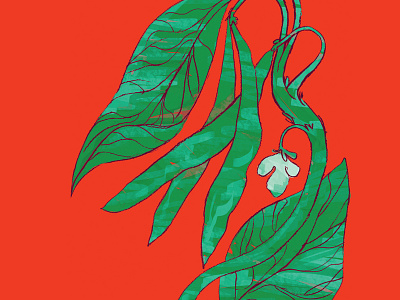 Green Beans — Seed Packet Illustration