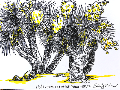 Desert Sketch desert plants sketch urban sketch yucca