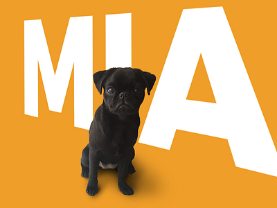 Mia my Dog design digital dog graphic design pug