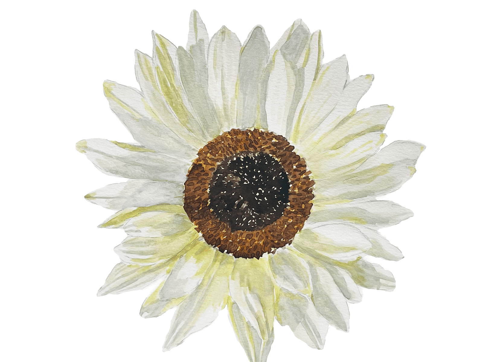 White Sunflower design graphic design illustration painting sunflower watercolour