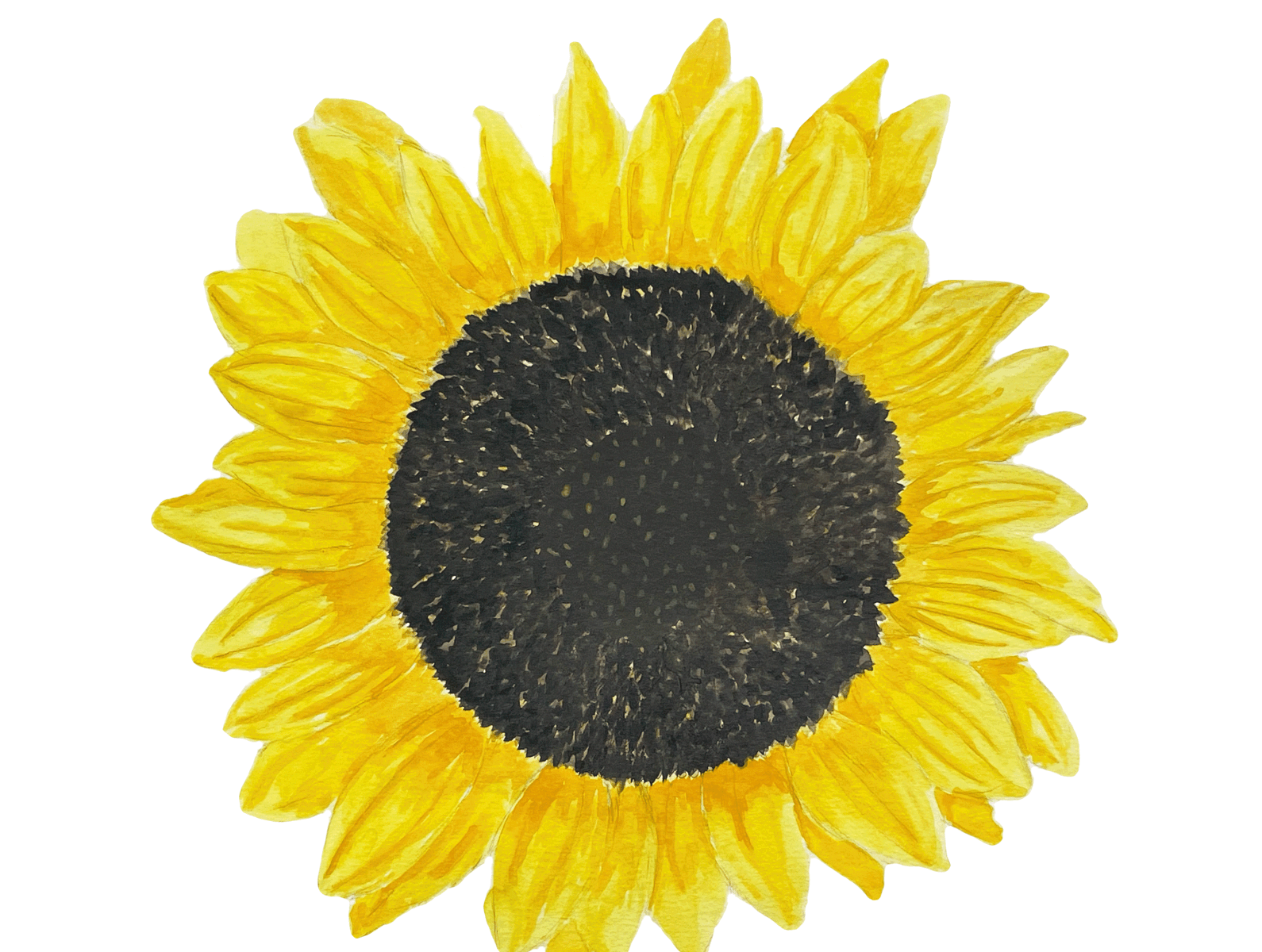 Yellow Sunflower design graphic design illustration painting sunflower watercolour