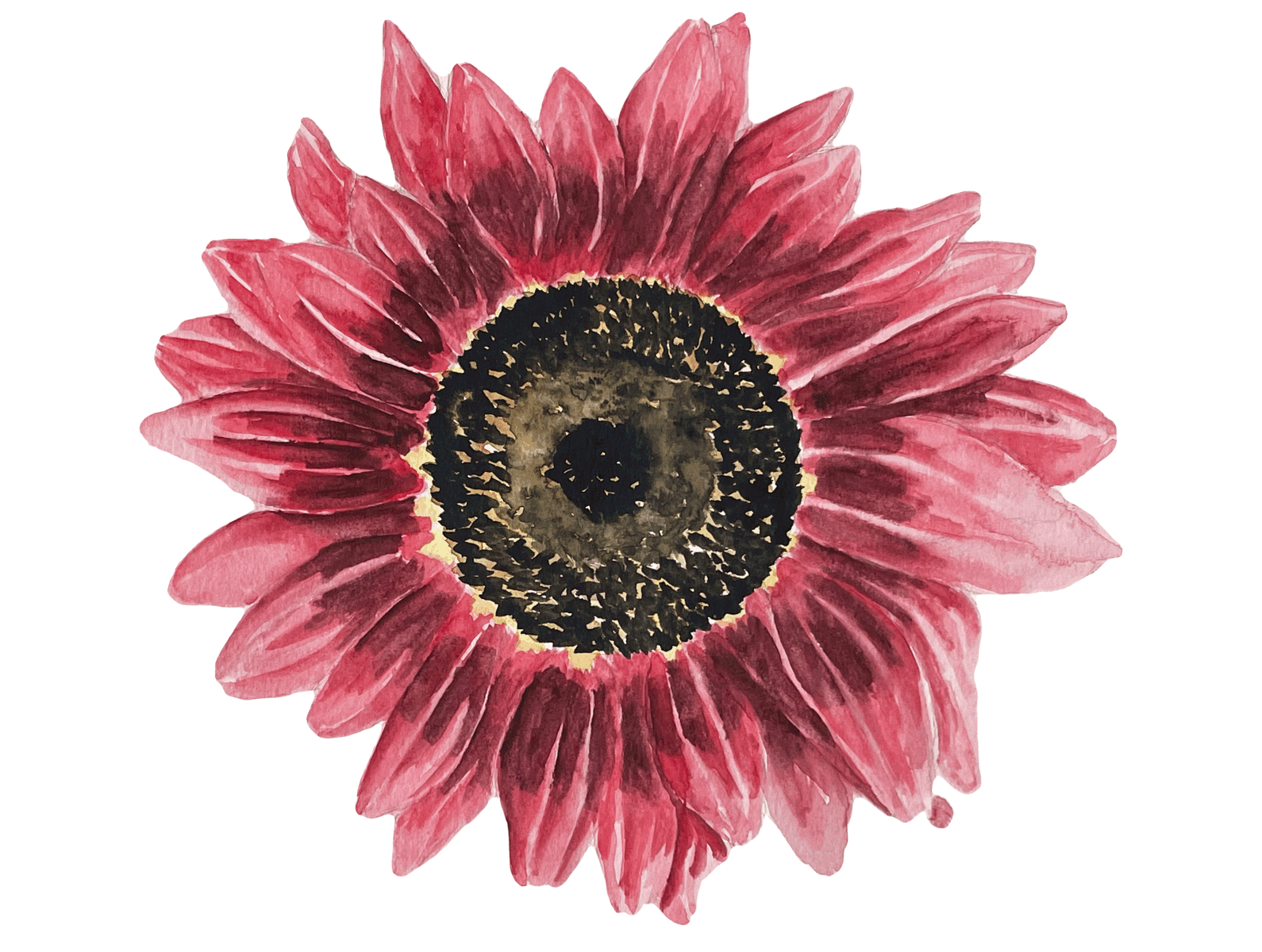 Red Sunflower design graphic design illustration painting sunflower watercolour