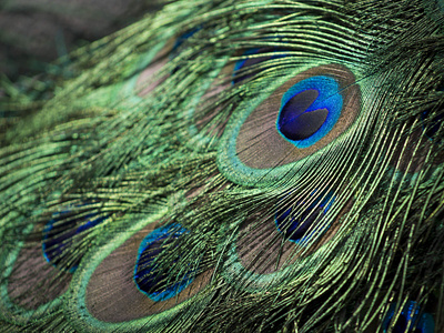 Pattern Peacock Hair