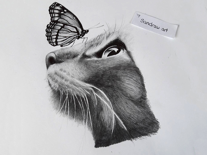 cat and butterfly sketch easy