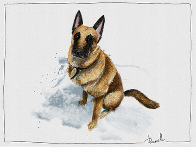 MO animal color pencils colour pencils digital color pencils digital colour pencils digital illustration dog friend illustration shepherd sketch sketching