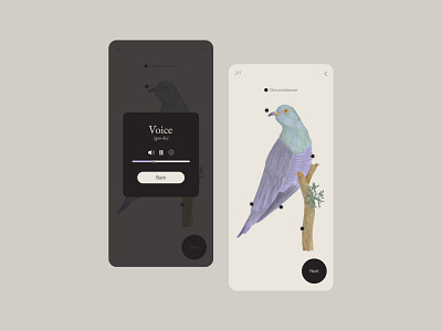 Birding - Avistamiento de aves branding design illustration ui
