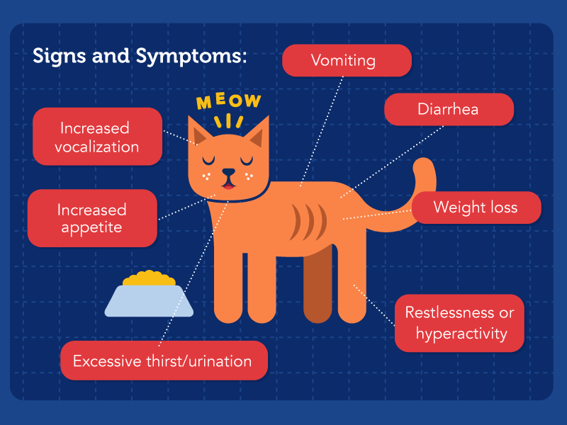 Pet medical infographic by Samantha Leigh Smith on Dribbble