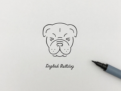 English bulldog