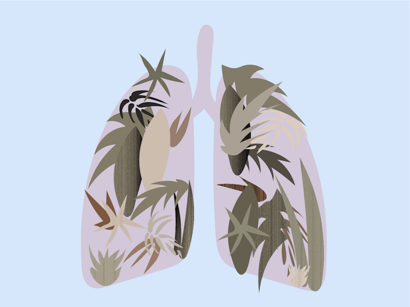 lungs anatomy body human drawing illustration nature foliage leaves lungs