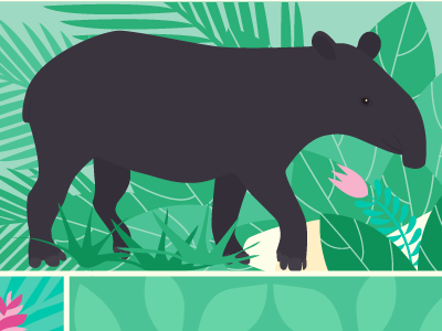 Tapir conservation jungle tapir
