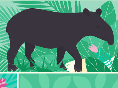 Tapir