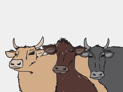 cow illustration cows farm illustration vector