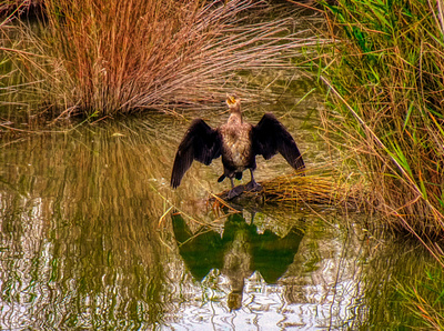 DELTA DE L'EBRE illustration photo