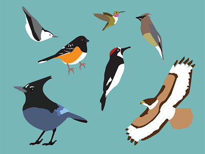 Birds of the Pajarito Plateau bird nerd birding birds illustration illustrator nature stickermule stickers vector woodpecker